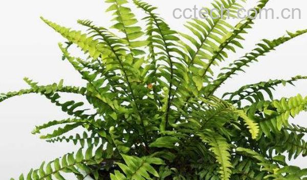 蜈蚣草的功效与作用 蜈蚣草水草怎么养-1