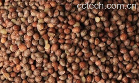 生苏子怎样做好吃 生苏子怎样煮好吃-1