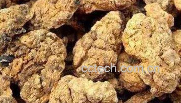 紫河车粉的功效与作用及禁忌-1