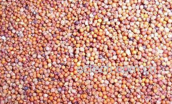 吃_子的功效与作用 吃_子的副作用-0