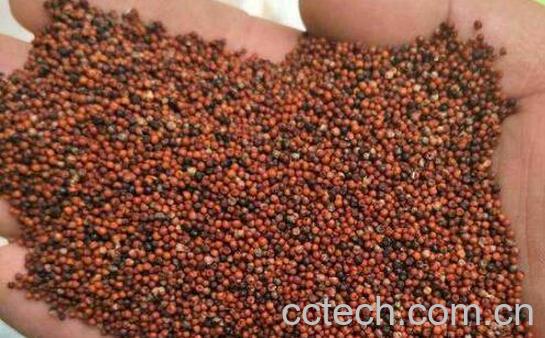 吃_子的功效与作用 吃_子的副作用-1