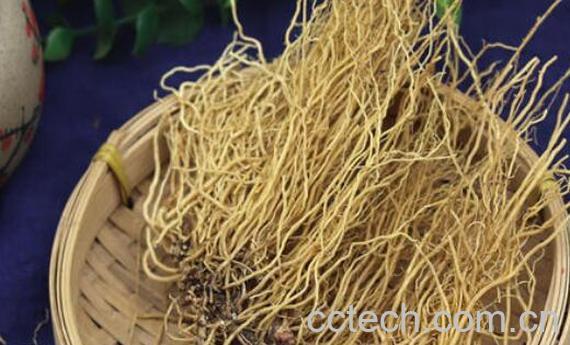 北细辛与辽细辛的区别 北细辛的食用方法-1