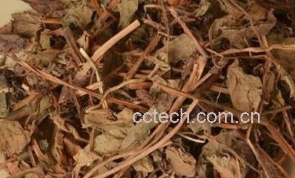 干鱼腥草怎么泡水喝 干鱼腥草泡水的功效与作用-0