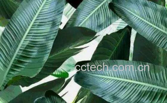 芭蕉汁液的功效与作用-0