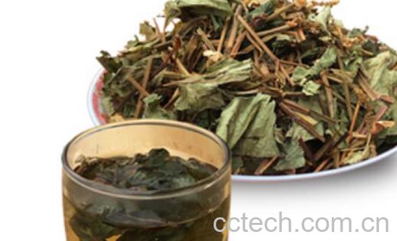 干鱼腥草怎么泡水喝 干鱼腥草泡水的功效与作用-1