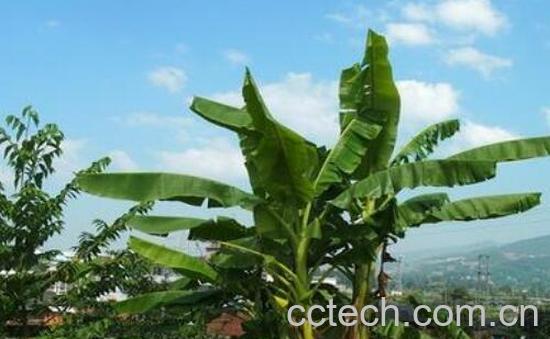 芭蕉汁液的功效与作用-1