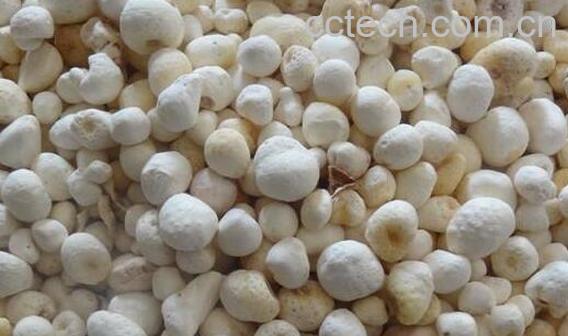 法半夏和姜半夏的区别 法半夏的功效-0