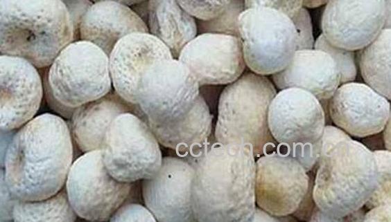 法半夏和姜半夏的区别 法半夏的功效-1