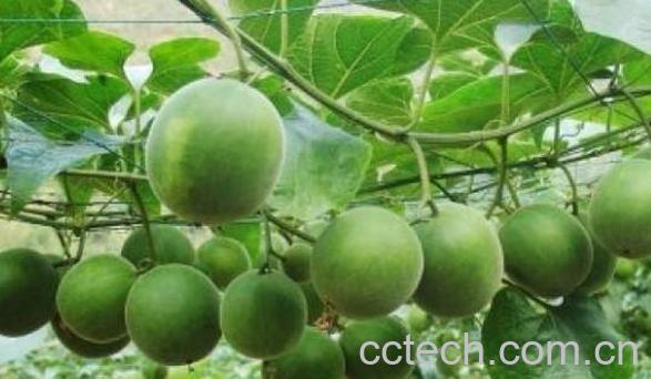 瓜蒌的功效与作用及药用价值-0