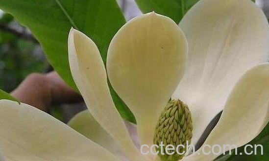 厚朴花泡水的功效与作用及副作用-0