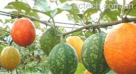 瓜蒌的功效与作用及药用价值-1