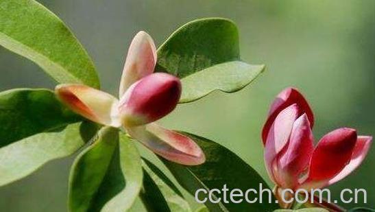 厚朴花泡水的功效与作用及副作用-1