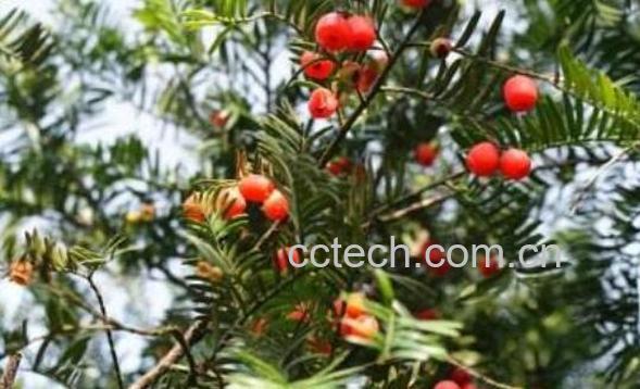 红豆杉根泡水喝的功效与作用-1