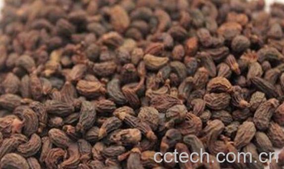 女贞子的功效-1