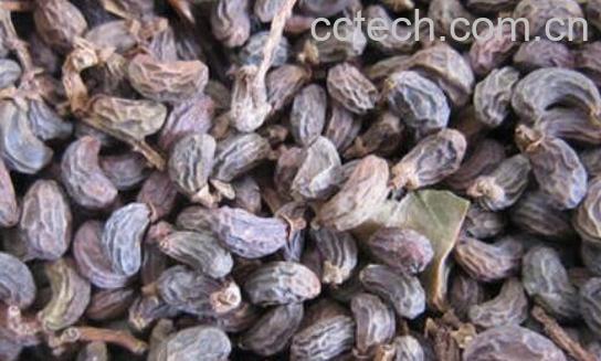 女贞子泡酒的功效与作用 女贞子酒的禁忌-0