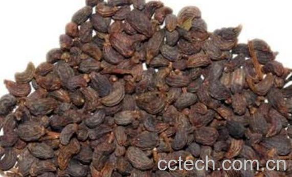 女贞子泡酒的功效与作用 女贞子酒的禁忌-1