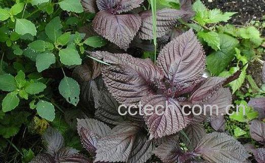 紫苏杏仁的功效与作用-0