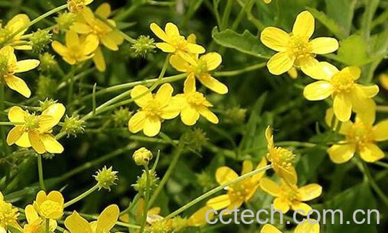 猫爪草的功效与作用有哪些-0