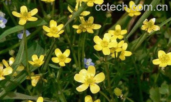 猫爪草的功效与作用有哪些-1