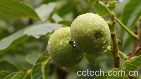 山核桃枝的功效与作用-0