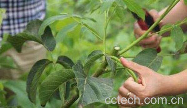 山核桃枝的功效与作用-1