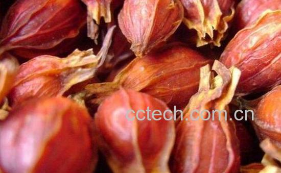 栀子颗粒的功效与作用-1