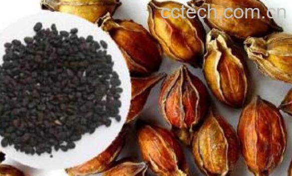 栀子颗粒的功效与作用-0