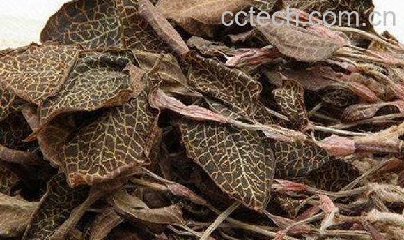 金线莲的功效与作用 金线莲的常见用法-1