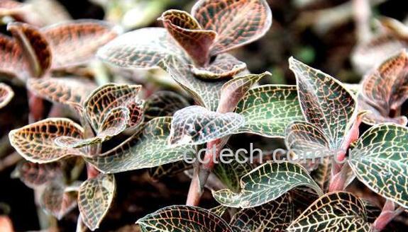 金线莲的功效与作用 金线莲的常见用法-0