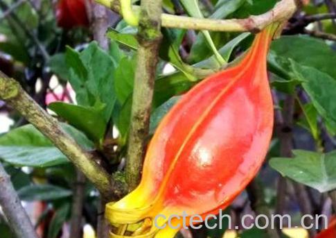 栀子果的功效和作用-0