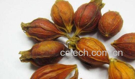 栀子苷的功效与作用及食用方法-1