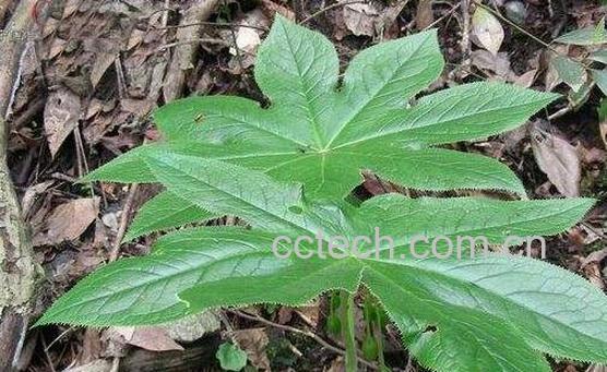 八角莲根的功效与作用-0