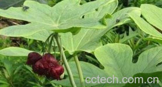 八角莲的功效与作用 八角莲的抗癌作用-0