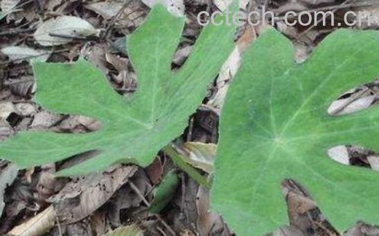 八角莲根的功效与作用-1