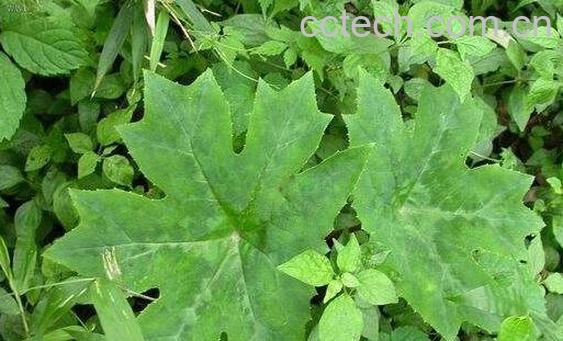 八角莲的功效与作用 八角莲的抗癌作用-1