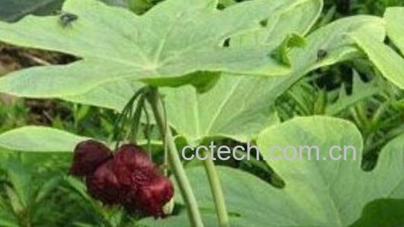 八角莲的药用价值与禁忌-0