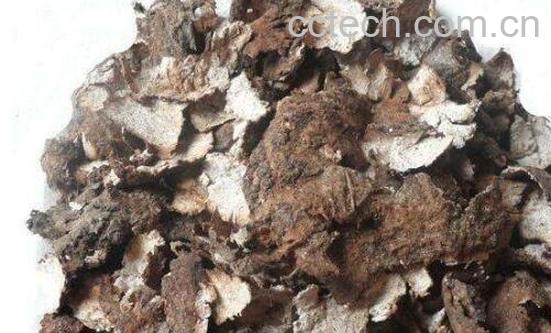 茯苓皮的功效与作用 茯苓皮的禁忌-0