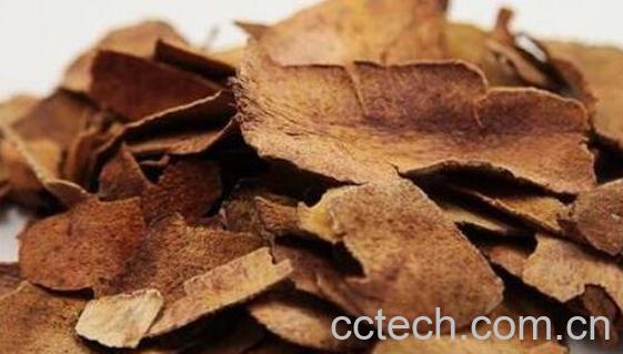 茯苓皮的功效与作用 茯苓皮的禁忌-1