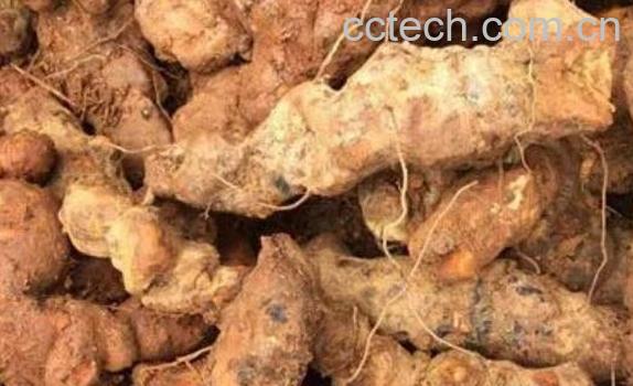 土茯苓的功效与作用 土茯苓的禁忌-1