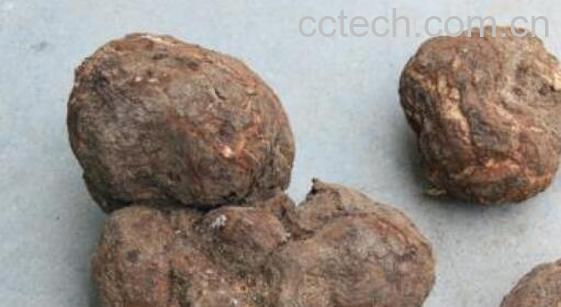 白茯苓皮的功效与作用-1