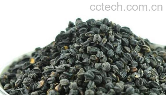 刺拐棒j的功效与作用-0