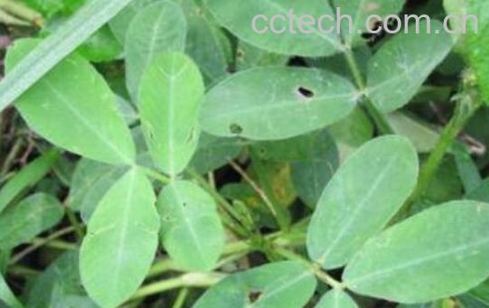 花生叶泡脚的功效和作用-1