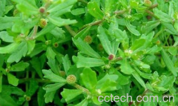 鹅不食草的功效与作用 鹅不食草的副作用-0