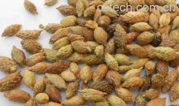 炒苍耳子的功效与作用 炒苍耳子的药用价值-1