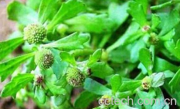 鹅不食草的功效与作用 鹅不食草的副作用-1