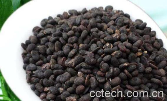 补骨脂的功效与作用 补骨脂的禁忌-0