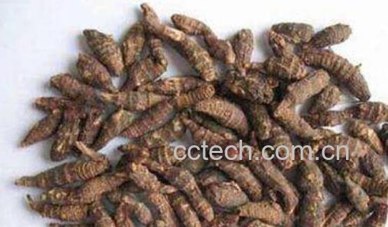 醋香附的功效与作用及禁忌-0