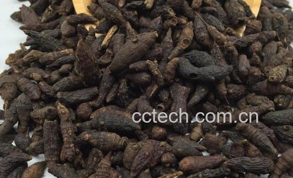 醋香附的功效与作用及禁忌-1