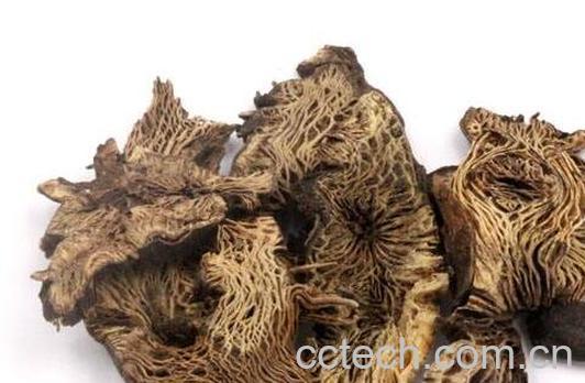 升麻的功效与作用及禁忌-0