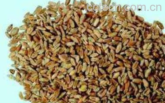 浮小麦的功效与作用及药用价值-1